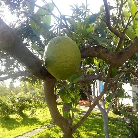 Avocado Beyond Bed & Breakfast 4*