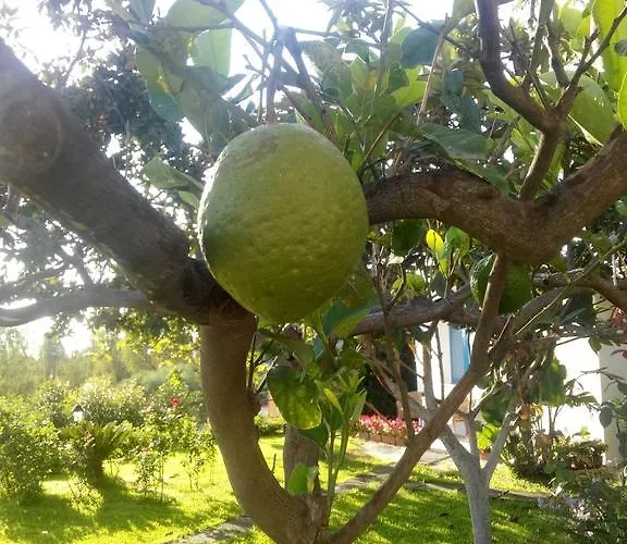 Avocado Beyond לינה וארוחת בוקר 4*